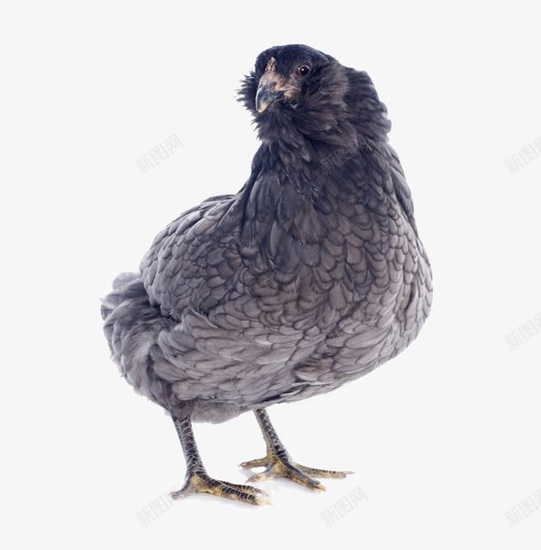 黑色毛的鸡png免抠素材_新图网 https://ixintu.com 公鸡 动物 母鸡 生物