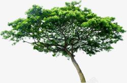 绿树美景树木生长素材