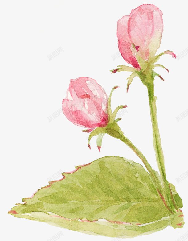 粉色花苞png免抠素材_新图网 https://ixintu.com 卡通 叶子 手绘 桔梗 粉色 绿色 花苞 装饰
