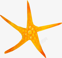 海里海星黄色海星星高清图片