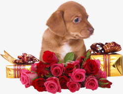 小狗与玫瑰素材