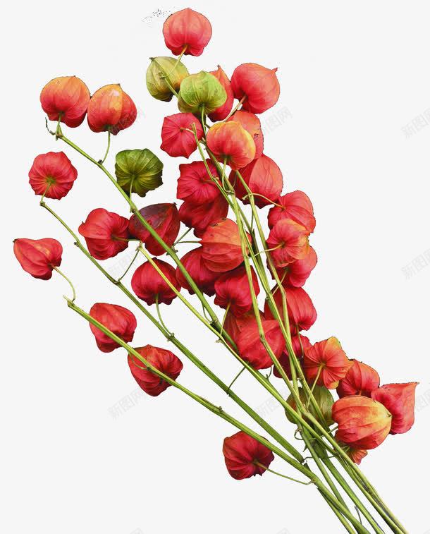 红色花朵创意新款上市电商png免抠素材_新图网 https://ixintu.com 创意 市电 新款 红色 花朵