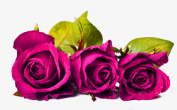 紫色玫瑰装饰图案素材