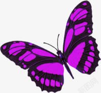 手绘紫色飞舞蝴蝶美丽素材