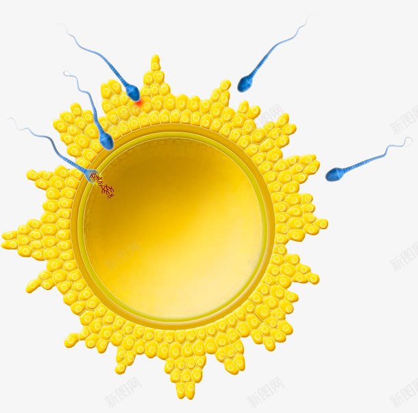 受精卵细胞psd免抠素材_新图网 https://ixintu.com 受精卵 基因重组 染色体 精子