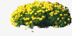 黄色花朵公园景观素材