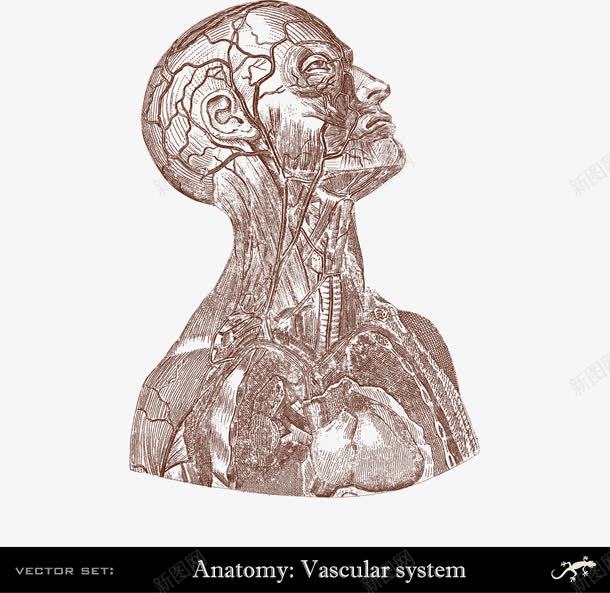 人体上半身血管分布png免抠素材_新图网 https://ixintu.com 人体上半身 人体研究 医学 血管系统 装饰