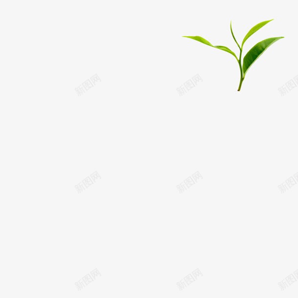 绿色植物叶子png免抠素材_新图网 https://ixintu.com 叶子 图片 绿色植物