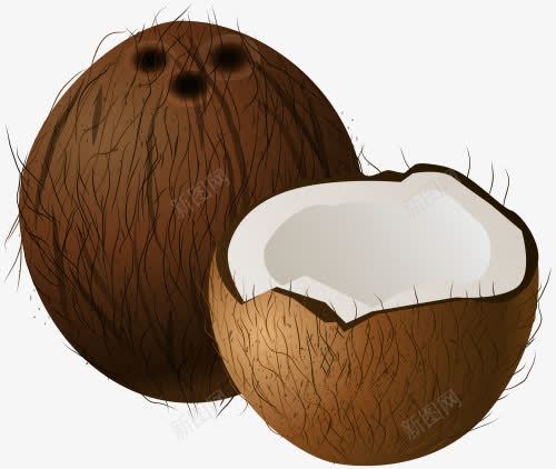 切开的椰子果png免抠素材_新图网 https://ixintu.com 一半 切开的 椰子 椰果 白色