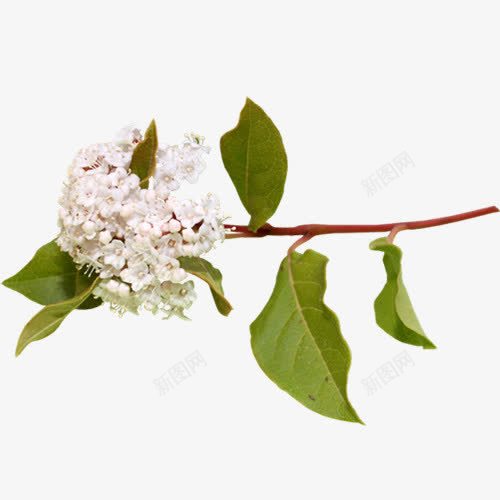 一朵白色的花png免抠素材_新图网 https://ixintu.com 一朵花 实物图 树叶 白色 装饰图案