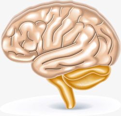 人体大脑脉络图元素素材