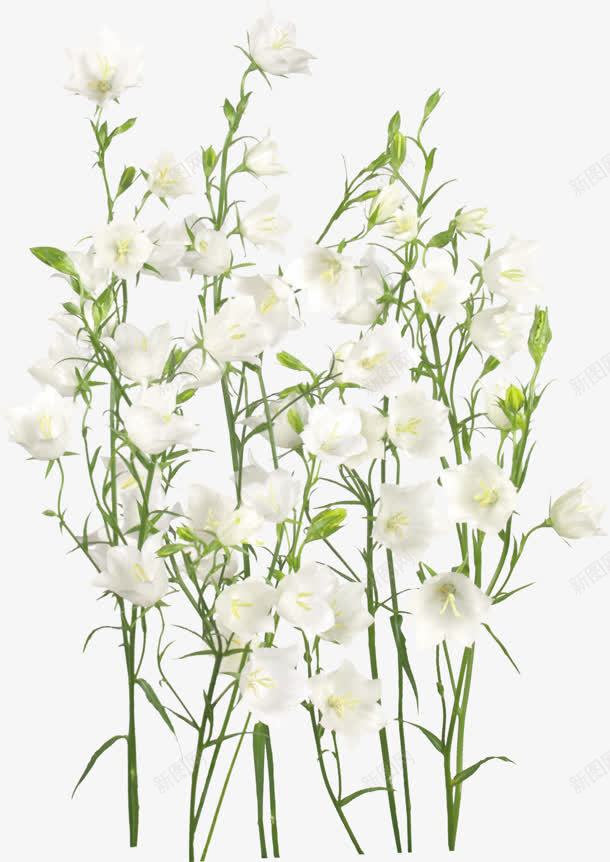 一片白色花朵装饰png免抠素材_新图网 https://ixintu.com 一片 白色 花朵 装饰