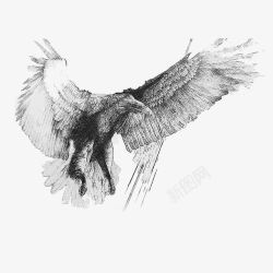 黑白鹰动物鹰高清图片