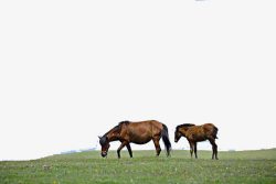 草原上的马草原上的马高清图片