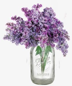 漂亮的紫色薰衣草植物素材