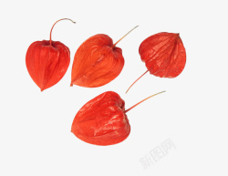 新鲜的的灯笼果红色的灯笼果片高清图片