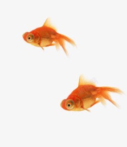 两只金鱼金鱼高清图片