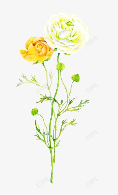 双色月季花png免抠素材_新图网 https://ixintu.com 月季花 植物 绿茎 黄色