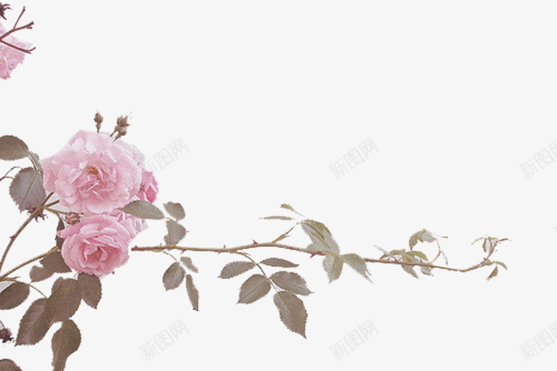 手绘野玫瑰png免抠素材_新图网 https://ixintu.com 玫瑰 粉色野玫瑰 花卉 花朵 野玫瑰