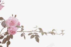 粉色野玫瑰手绘野玫瑰高清图片