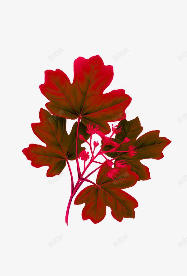 红叶png免抠素材_新图网 https://ixintu.com 树叶 植物 红叶 装饰图案