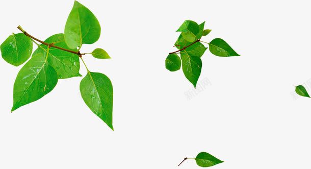 春天光效绿色植物装饰png免抠素材_新图网 https://ixintu.com 天光 绿色植物 装饰