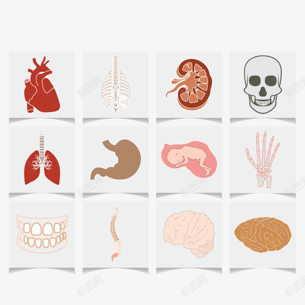 五脏六腑png免抠素材_新图网 https://ixintu.com 大脑 心脏 怀孕 牙齿