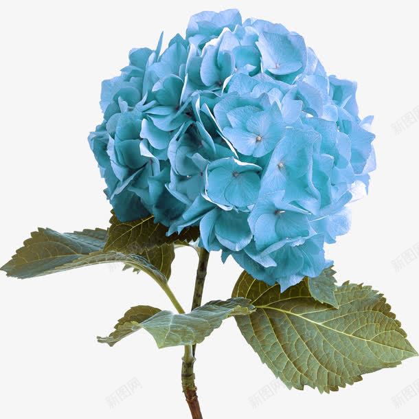 浅蓝色清新圆形花朵png免抠素材_新图网 https://ixintu.com 圆形 浅蓝色 清新 花朵