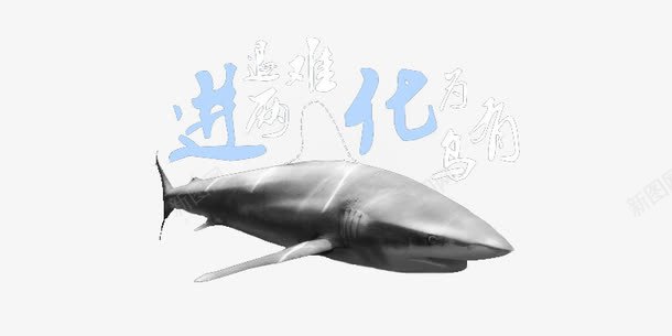 鲨鱼进化png免抠素材_新图网 https://ixintu.com 动物 进化 鲨鱼