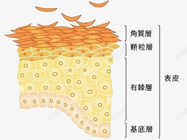 皮肤细胞png免抠素材_新图网 https://ixintu.com 卡通 皮肤 皮肤细胞 素材 细胞