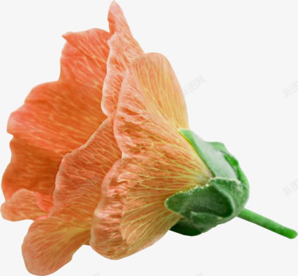橙色花瓣鲜花png免抠素材_新图网 https://ixintu.com 橙色花 花朵侧面 花瓣 鲜花实拍