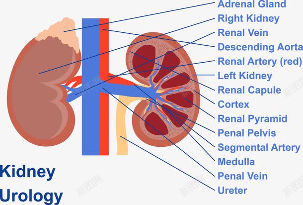 人体器官分析图表png免抠素材_新图网 https://ixintu.com 人体器官 分析图表 心脏 细胞 血液 血管