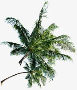 风中的椰子树淘宝促销素材