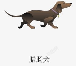 腊肠犬手绘手绘狗高清图片