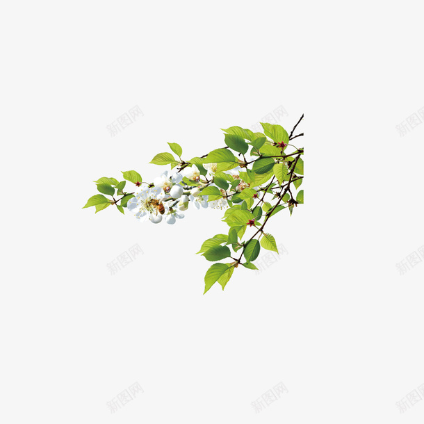 白色花朵绿色叶子png免抠素材_新图网 https://ixintu.com 白色花朵 白花 绿叶 绿色叶子