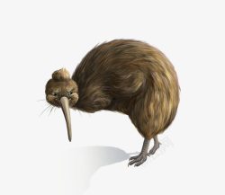 手绘鸟素材