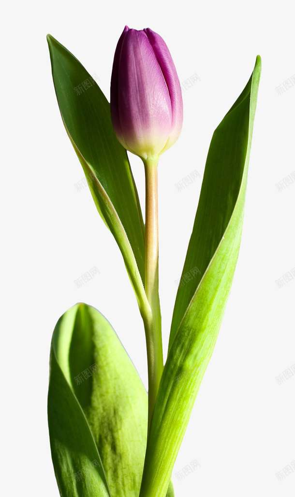 美丽的郁金香png免抠素材_新图网 https://ixintu.com 紫的 紫色 紫色的 美丽 美丽的 美丽的郁金香 郁金香