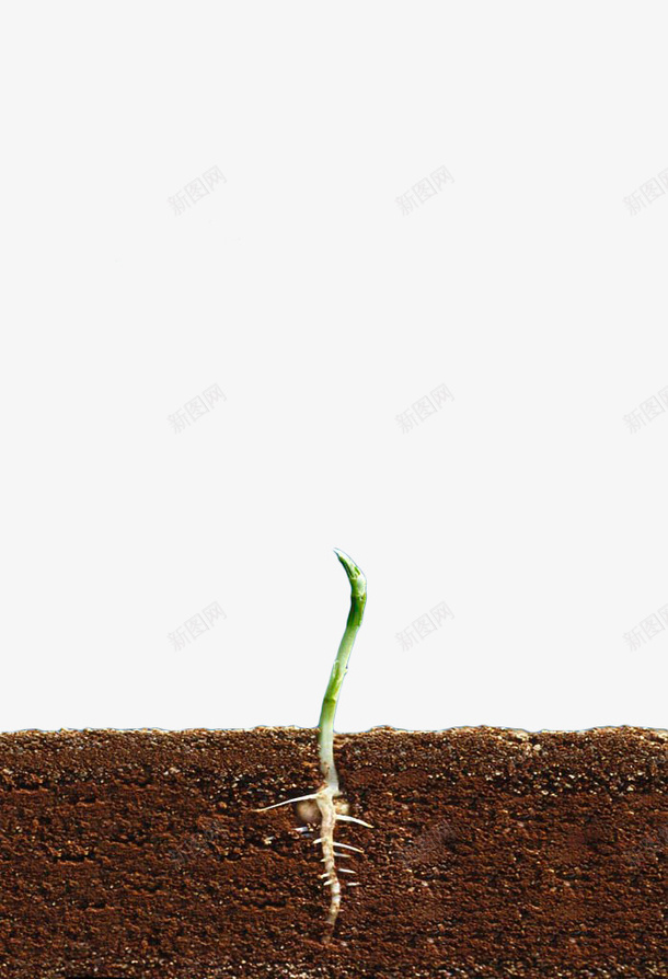 植物种子横剖面png免抠素材_新图网 https://ixintu.com 土地 土壤 土壤剖面 小苗 植物 泥土 种子