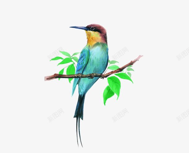 树枝上的鸟png免抠素材_新图网 https://ixintu.com 卡通 叶子 小鸟 手绘 枝干 棕色 绿色 蓝色