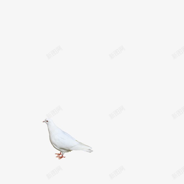 白色的信鸽png免抠素材_新图网 https://ixintu.com 信鸽 白色 飞鸽传书 鸽子