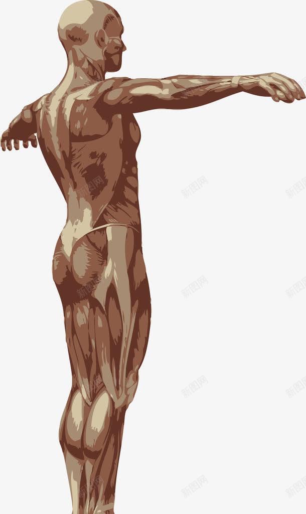 人体肌肉png免抠素材_新图网 https://ixintu.com 人体 人体器官 人体躯干 人的肢体 卡通人体 卡通肢体 器官 四肢 男性躯体 肌肉 躯体