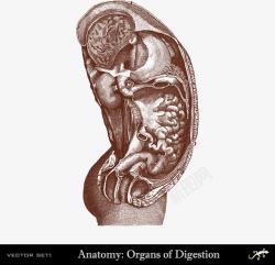 消化器官人体侧身消化器官分布高清图片