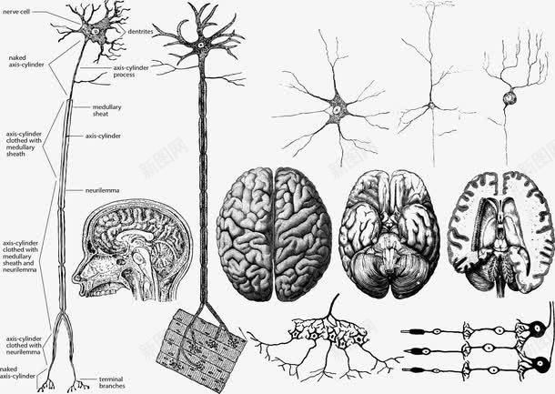 内脏矢量图ai免抠素材_新图网 https://ixintu.com 内脏 内脏图 大脑 矢量图 细菌