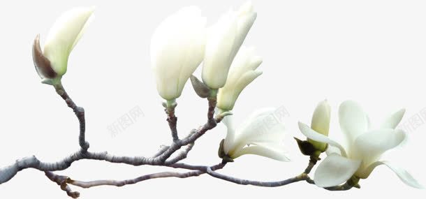白色春日开放花朵png免抠素材_新图网 https://ixintu.com 开放 春日 白色 花朵