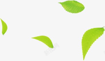 绿色海报植物夏日树叶png免抠素材_新图网 https://ixintu.com 夏日 树叶 植物 海报 绿色
