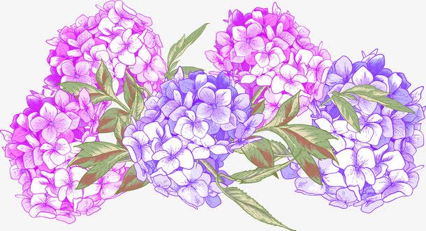 粉色紫色水菊手绘png免抠素材_新图网 https://ixintu.com 粉色 紫色