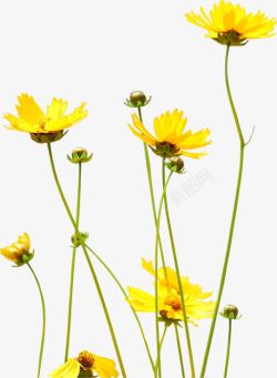 黄色田园自然花朵素材