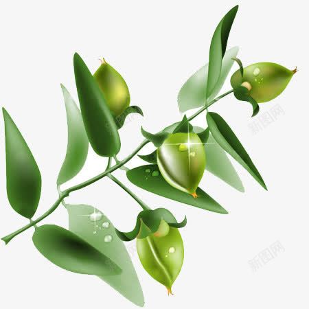 插画橄榄枝png免抠素材_新图网 https://ixintu.com 插画 植物 橄榄 绿色