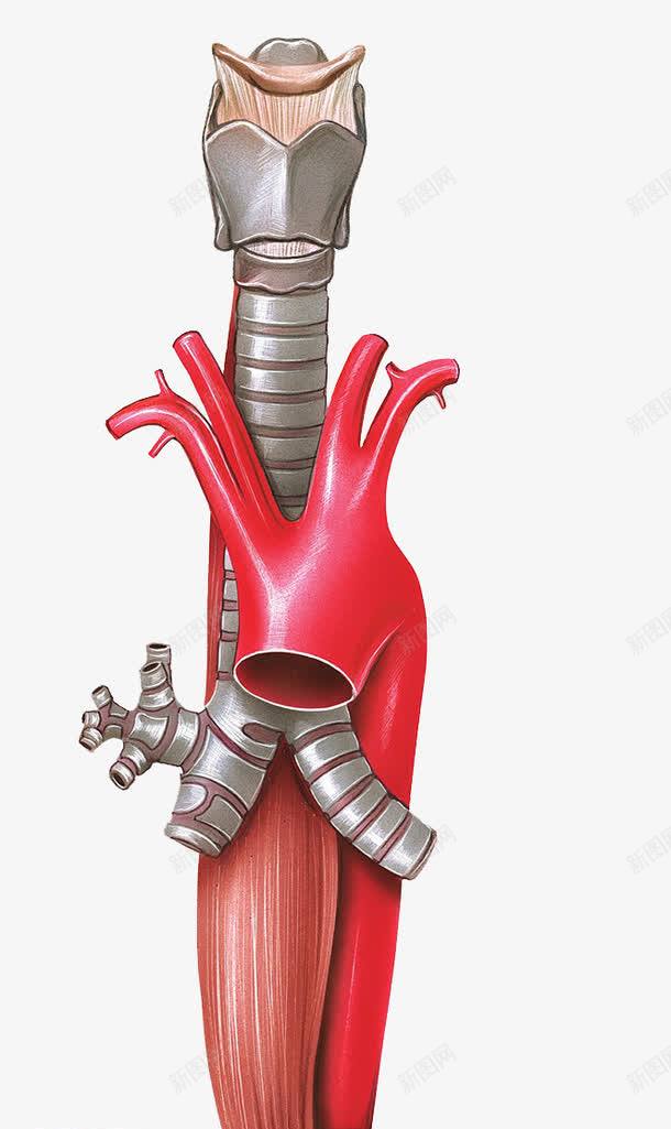 人体肺部器官png免抠素材_新图网 https://ixintu.com 健康 呼吸道 喉咙 心肌 肺部