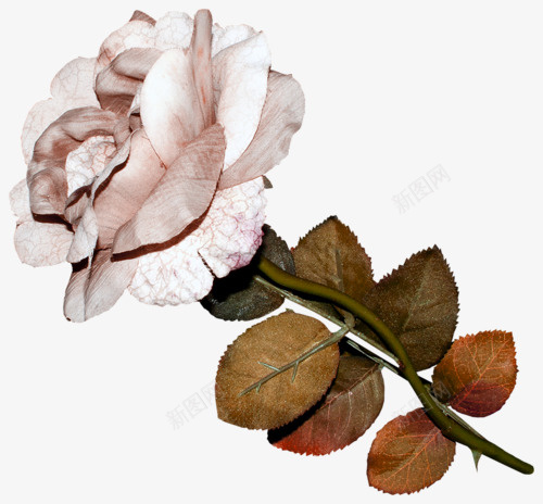 彩铅白色玫瑰png免抠素材_新图网 https://ixintu.com 彩铅白色玫瑰 彩铅花卉素材 彩铅花朵 玫瑰